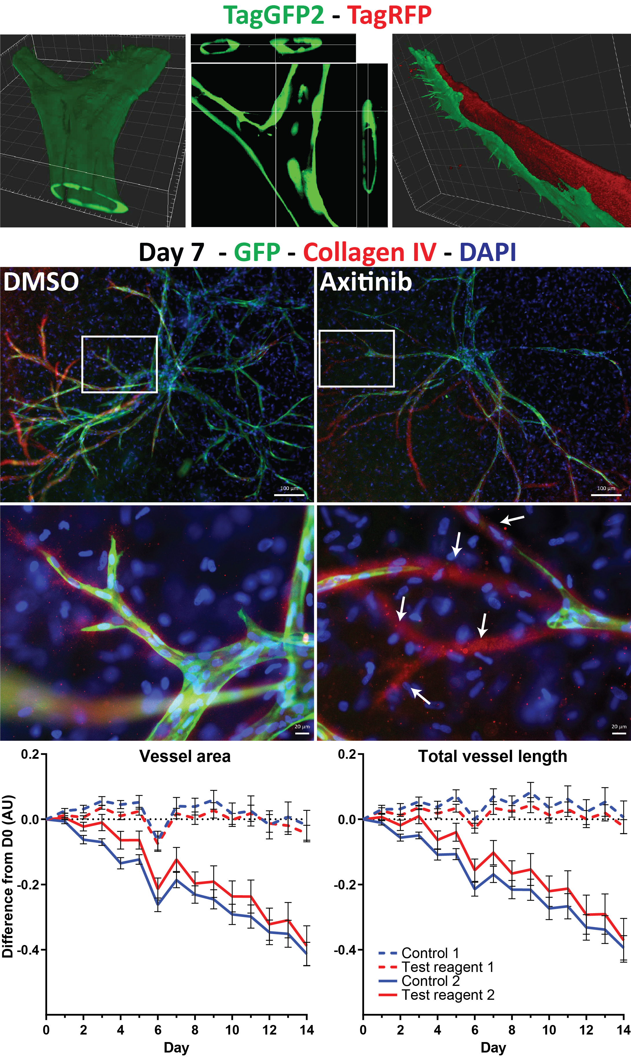 Image showing example data obtained with in vitro lumenized endothelial spheroids