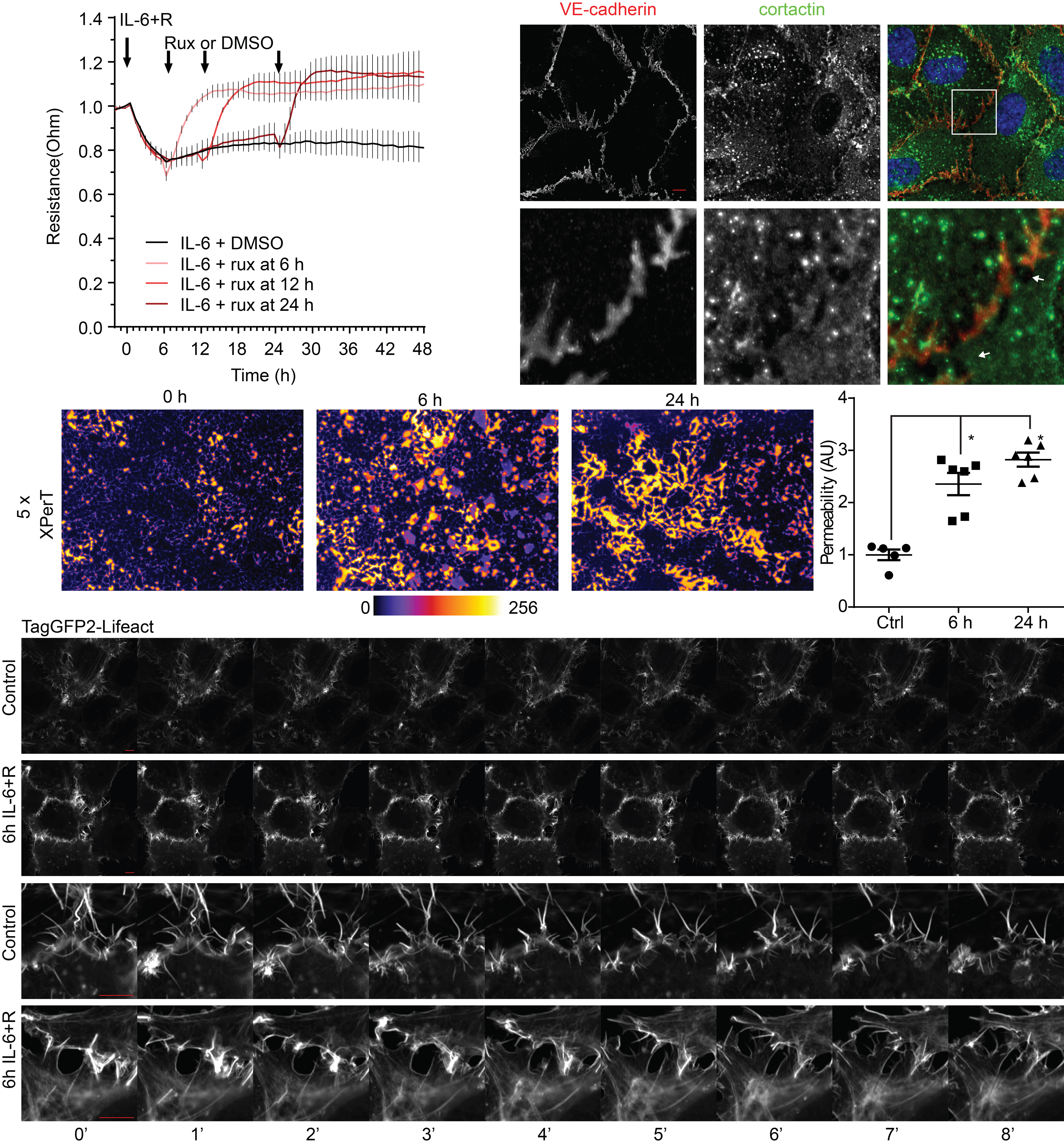 Image showing example data of experiments to understand mechanisms of regulation of adherens junctions