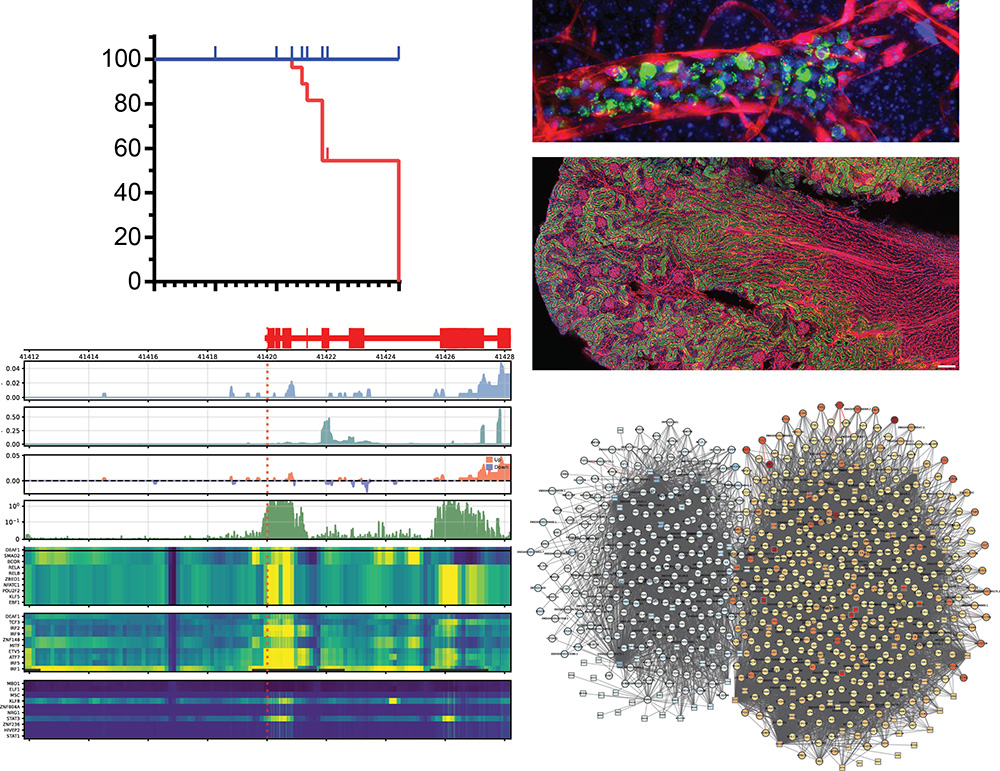 Image showing examples of datasets including immunofluorescence and bioinformatics