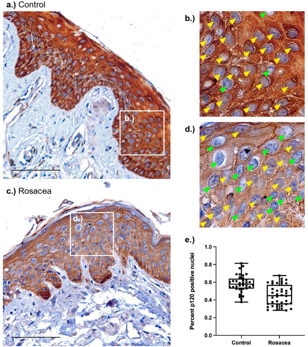 Image showing examples of datasets inlcuding immunofluorescence and bioinformatics